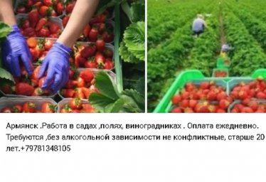 Армянск. Работа в садах, полях, виноградниках Армянск. Работа в садах, полях, виноградниках