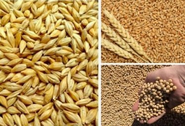 Продам ПШЕНИЦУ ГОРОХ ЯЧМЕНЬ с.Новосёловское Продам ПШЕНИЦУ ГОРОХ ЯЧМЕНЬ с.Новосёловское