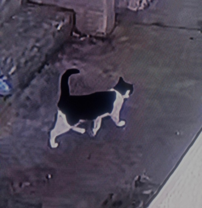 Верните Кошечку Пожалуйста, за Вознаграждение 50 000 0 Верните Кошечку Пожалуйста, за Вознаграждение 50 000 0