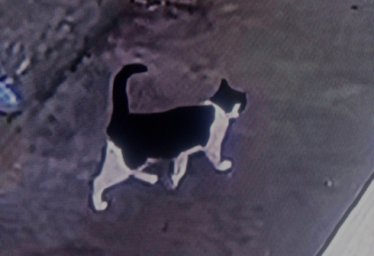 Верните Кошечку Пожалуйста, за Вознаграждение 50 000 Верните Кошечку Пожалуйста, за Вознаграждение 50 000