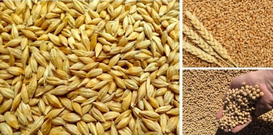 Продам ПШЕНИЦУ ГОРОХ ЯЧМЕНЬ с.Новосёловское 0 Продам ПШЕНИЦУ ГОРОХ ЯЧМЕНЬ с.Новосёловское 0