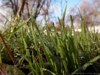 Красноперекопск - январь 2012 - роса на траве