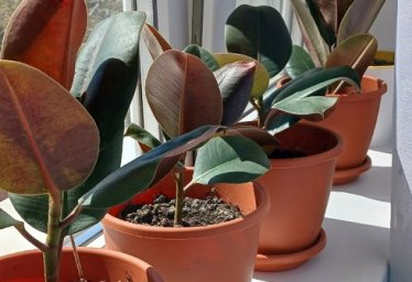 Цветы комнатные. Продажа в Красноперекопске