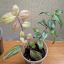 Красноперекопск. Продам комнатные цветы. 3