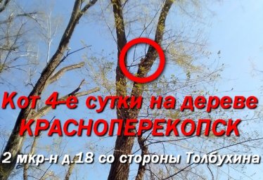 Кот на дереве. Как помочь пушистому другу на 2мкр. Красноперекопска