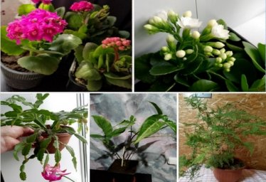 Продам комнатные цветы. Красноперекопск