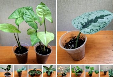 Красноперекопск. Продам комнатные цветы.