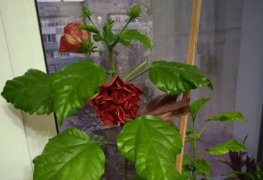 Продам китайскую розу (Красноперекопск)