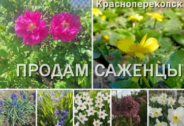 Красноперекопск. Продам саженцы чайной розы