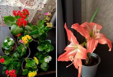 комнатные цветы, по 250 руб.