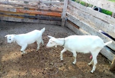 Продам козу дойную с козлёнком.