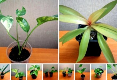 Красноперекопск. Продам комнатные цветы. Обращаться в лс.