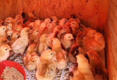 Продам домашних цыплят вылуп 9.04.26