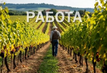 Работа на виноградниках