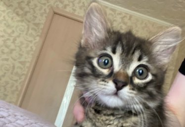Котёнок (мальчик) в добрые руки.
