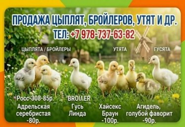 Внимание, птицеводы Красноперекопска, района, северного Крыма!