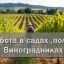 Работа в садах ,полях. Виноградниках (Армянск Красноперекопск)