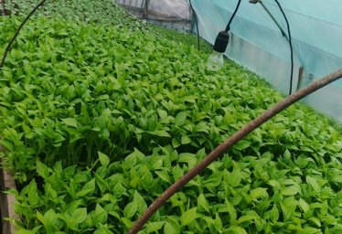 Рассада перца на посадку (Красноперекопск)