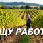 Ищу работу на поле