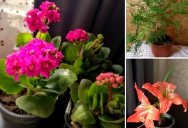 Красноперекопск. Комнатные цветы в продаже. По вопросам в лс.