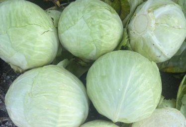 Продам капусту сорт Золтон