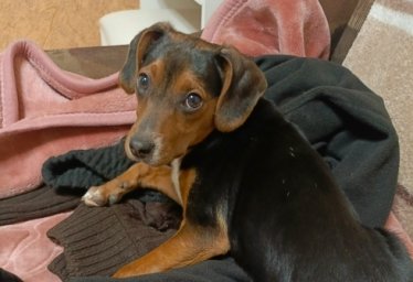 прибилась собака, видно что ухоженная